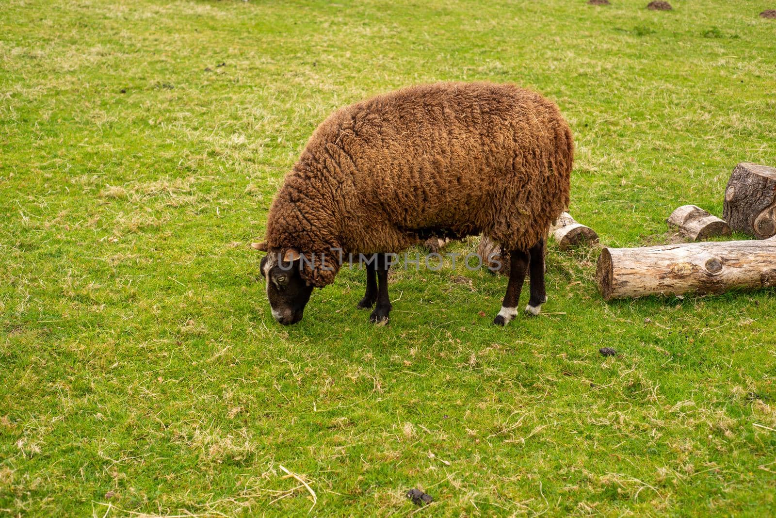 unshorn brown sheep against the background of bright juicy green grass by ozornina