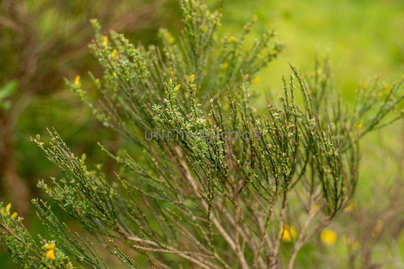 young unblown shoots of evergreen bushes by ozornina