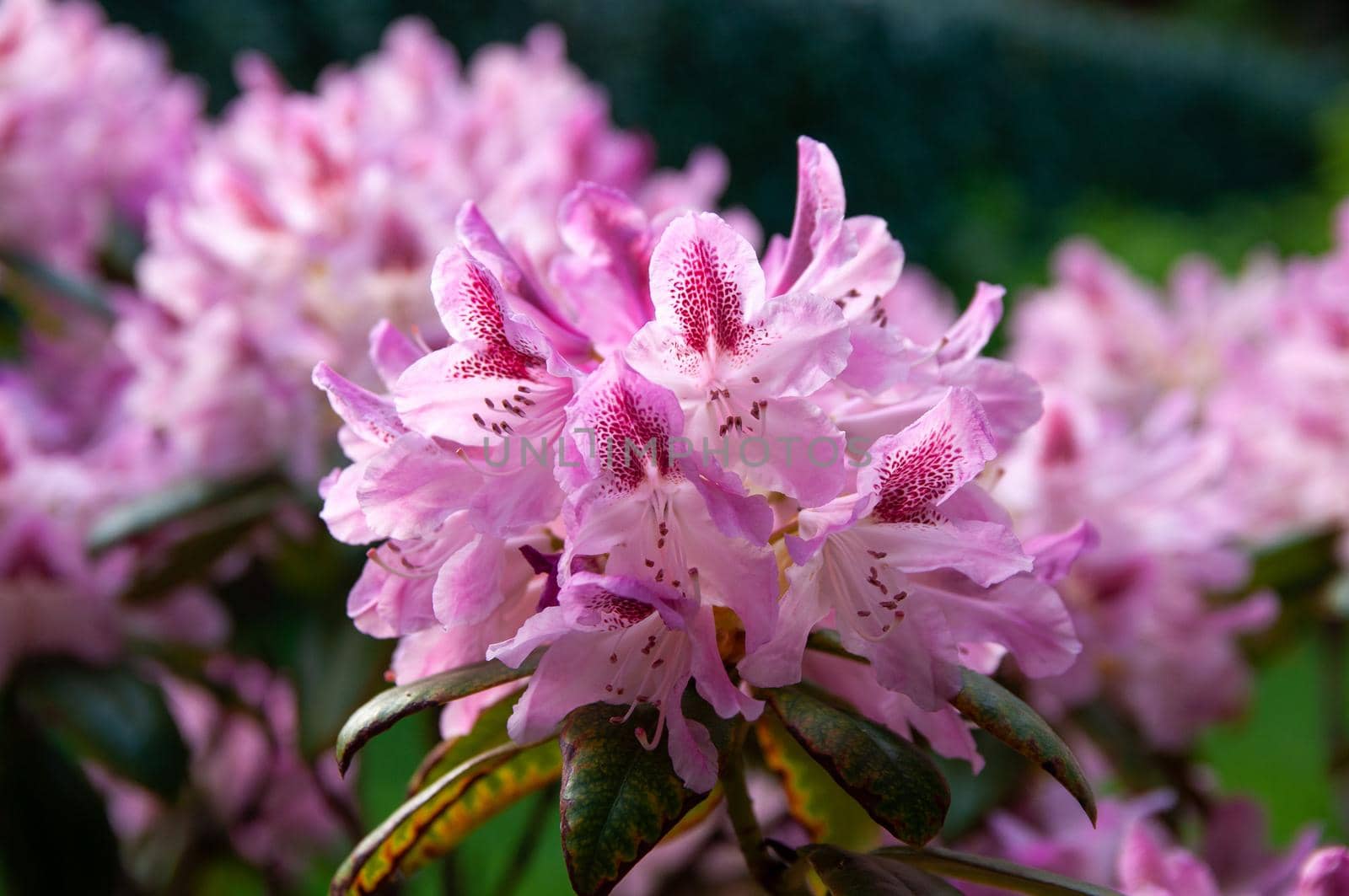 pink-blooming rhododendron flowers in the spring garden