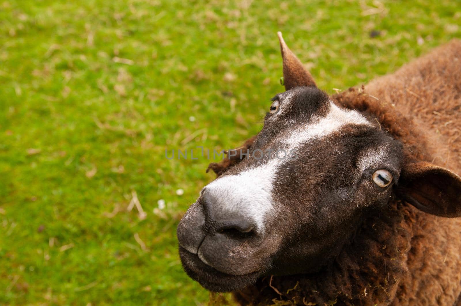 Close-Up Portrait sheep face, cute portrait of farm animal sheep by ozornina
