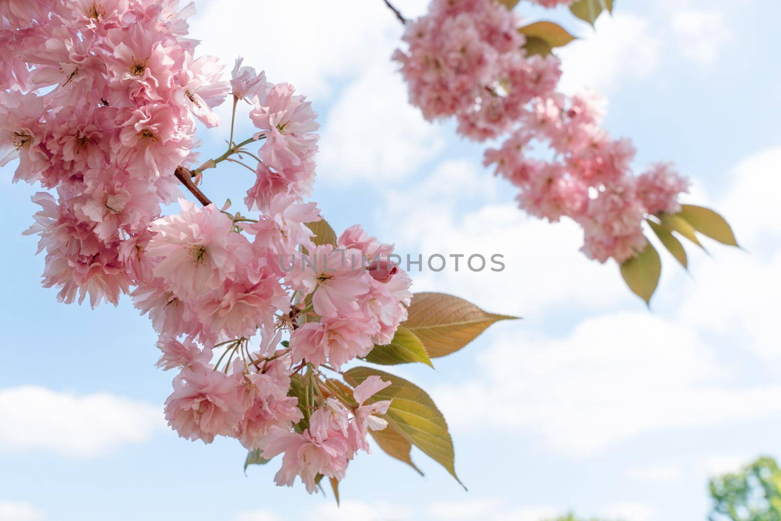 Pink Cherry blossom in the spring warm day. Beautiful nature scene with blooming tree and sun flare. Spring flowers. Beautiful Orchard. Springtime