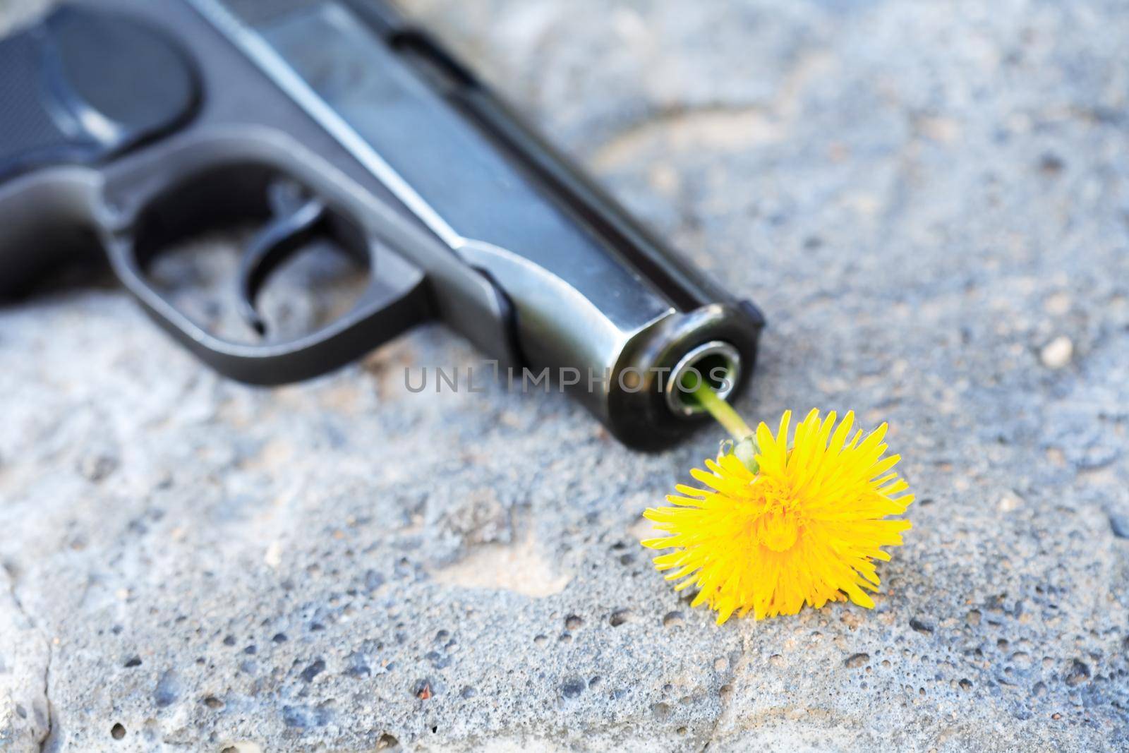 Symbol of disarmament. Nice yellow dandelion in the barrel of a gun