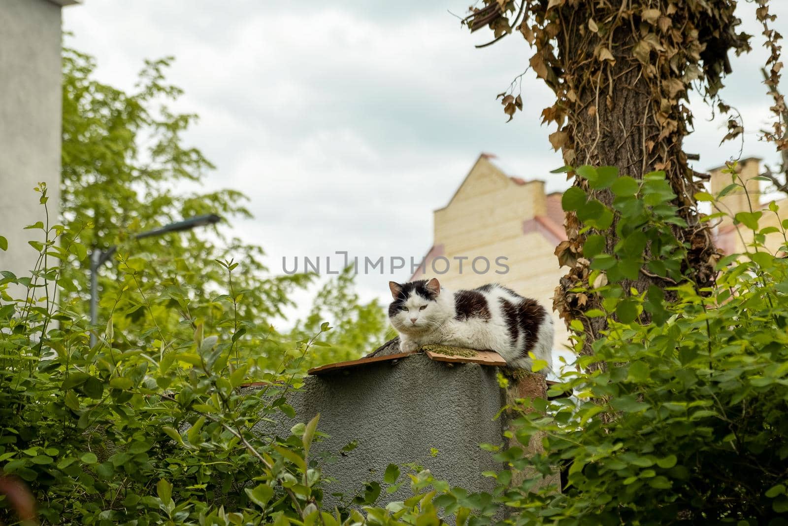 Street cat in black and white sits on a fence in the countryside by OlgaGubskaya