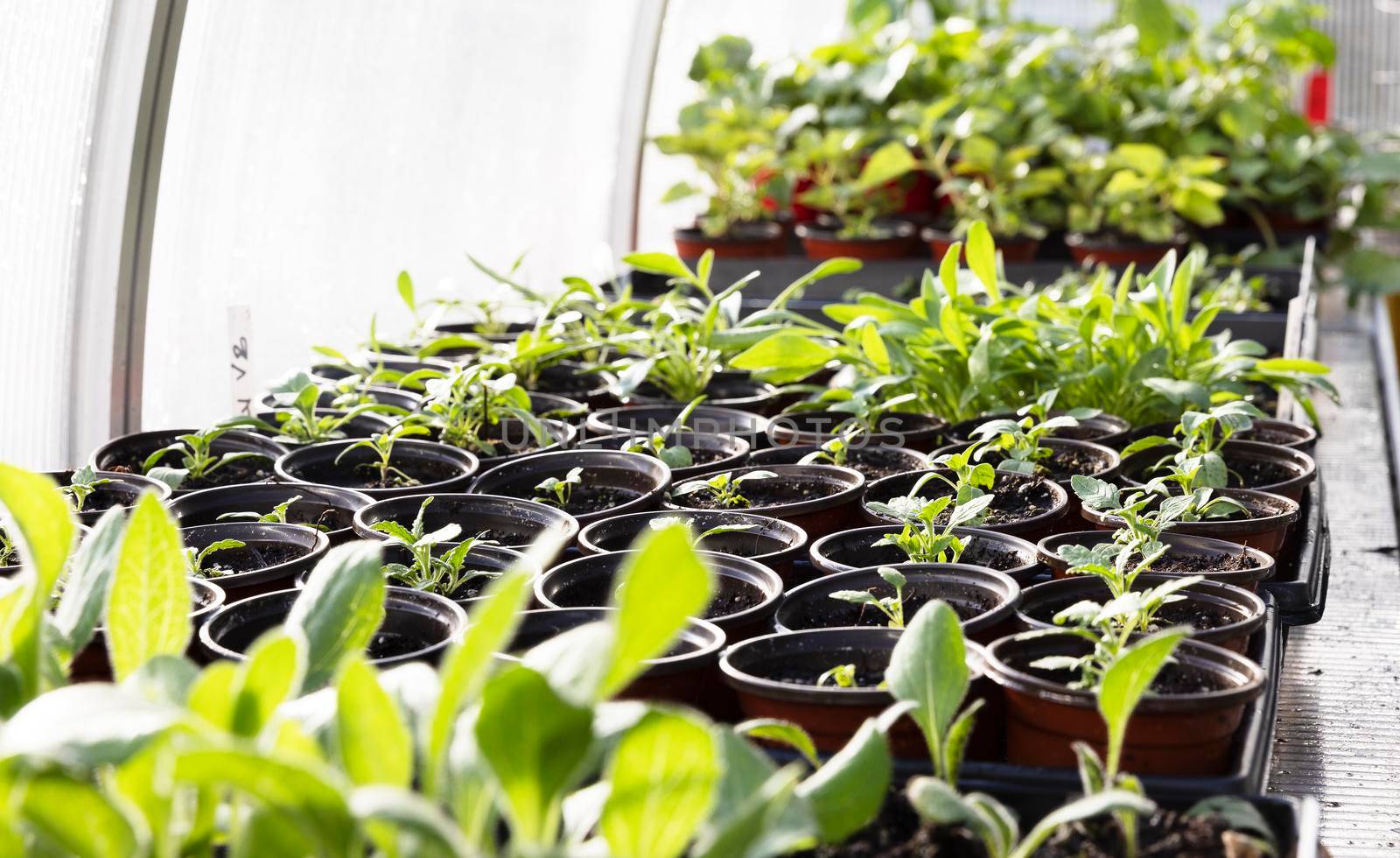Seedlings in a Greenhouse by charlotteLake