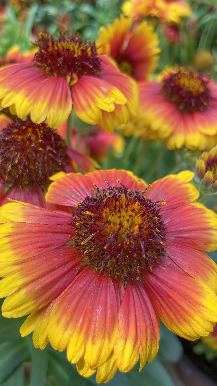Gaillardia, common name blanket flower is a genus of flowering plants in the family Asteraceae, native to North and South America.