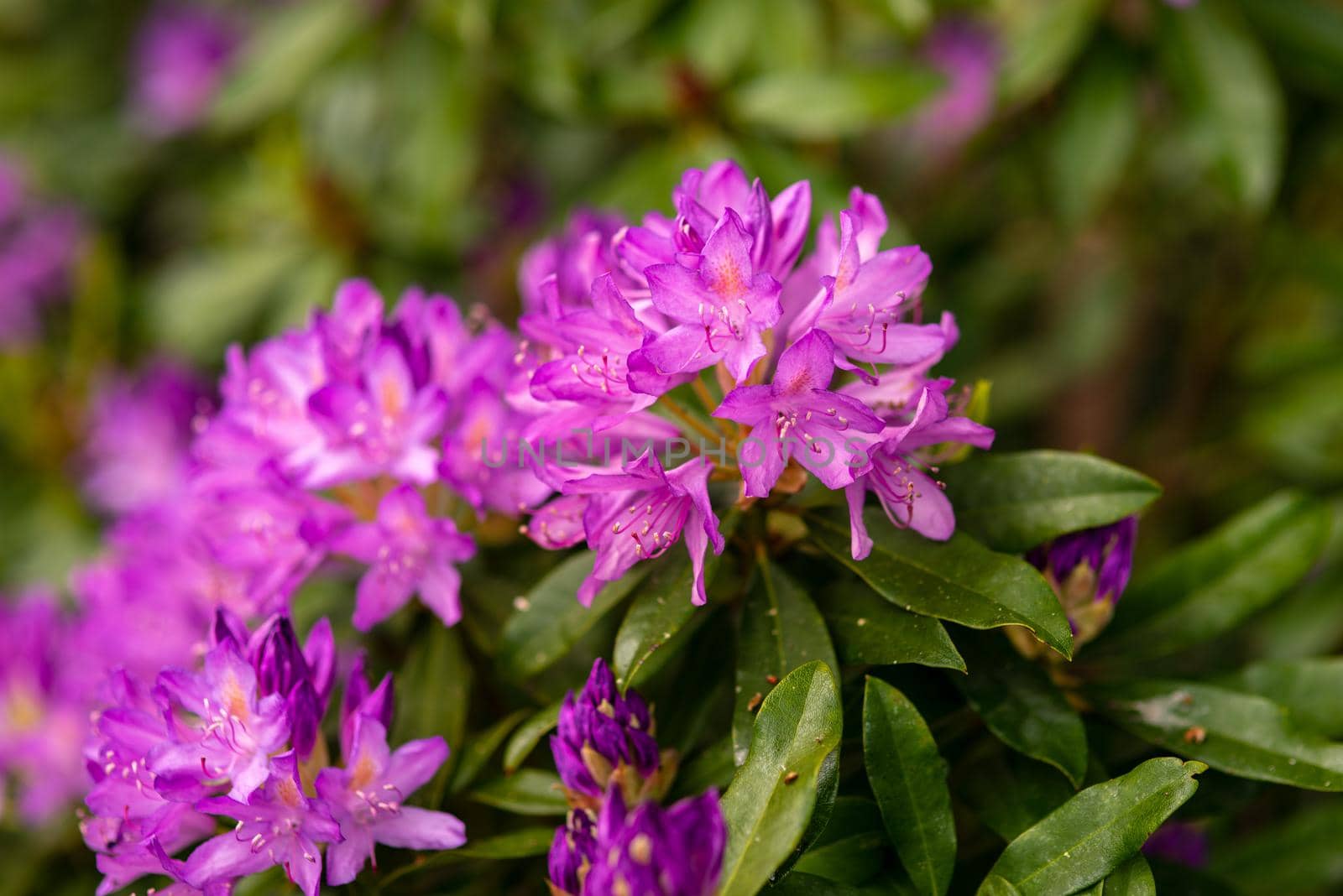 blooming purple buds of rhododendron in the spring garden