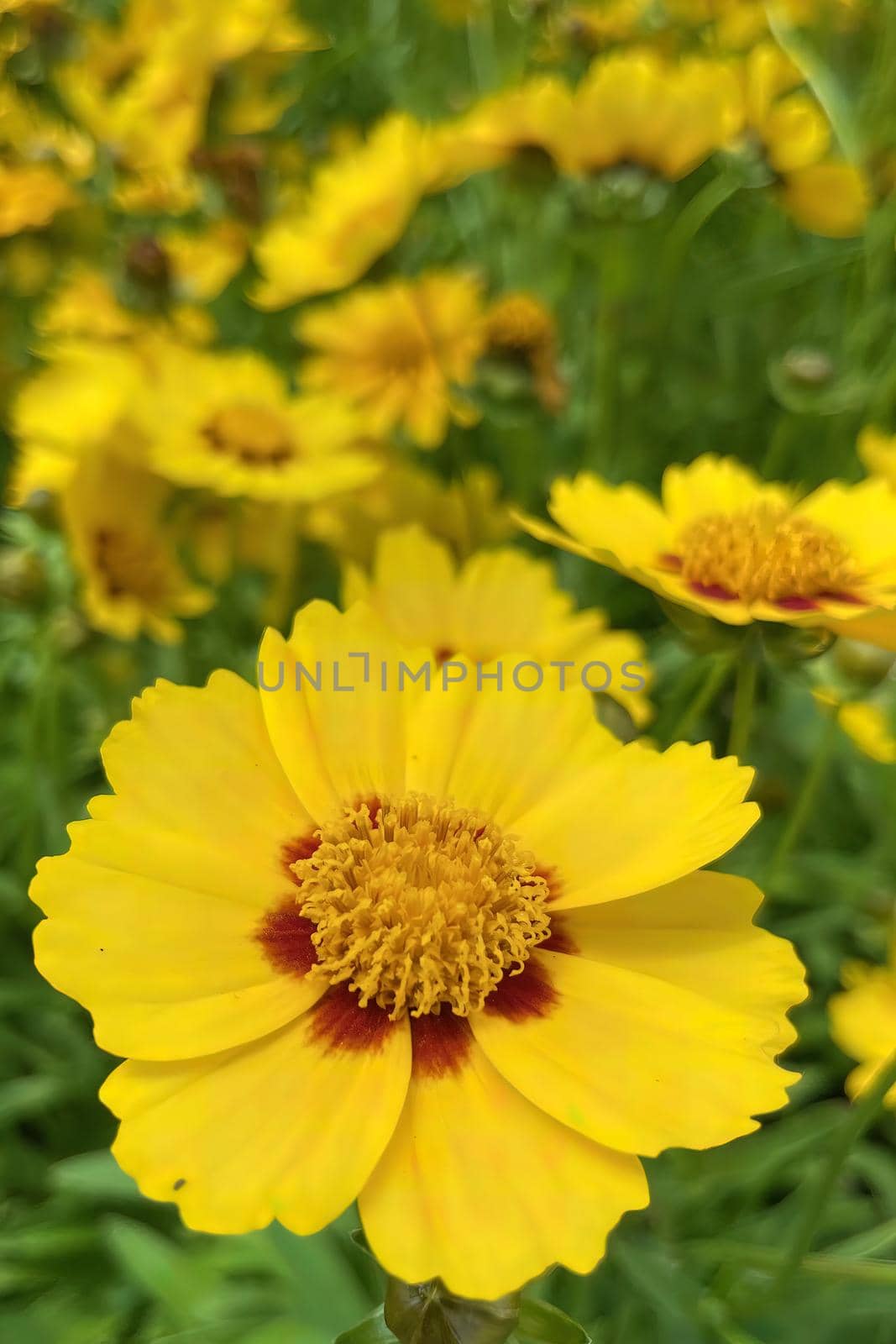 Coreopsis is a genus of flowering plants in the family Asteraceae. Common names include calliopsis and tickseed, a name shared with various other plants.