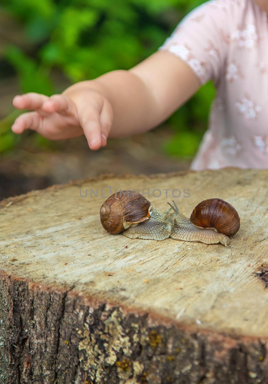 The child examines the snails on the tree. Selective focus. by yanadjana