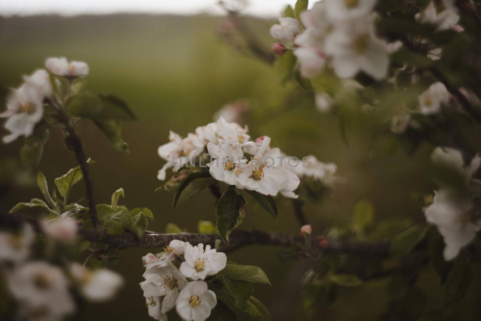 spring background with white flowers and apple leaves. Blur spring blossom background