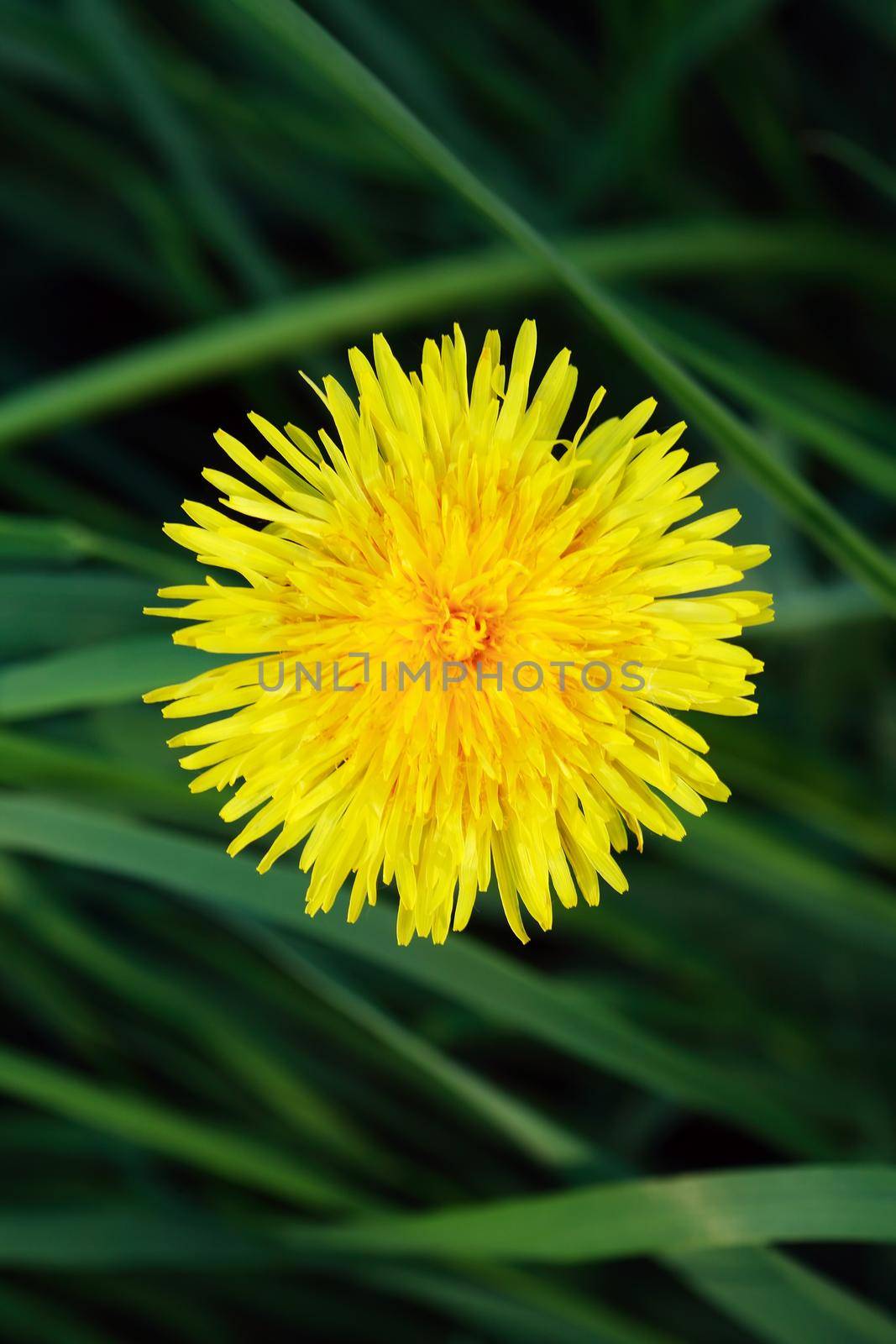 Yellow Dandelion Head by kvkirillov