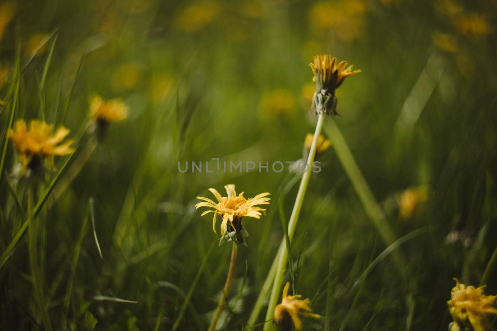 Yellow bright flowers dandelions on background of green meadows. Spring and summer background.