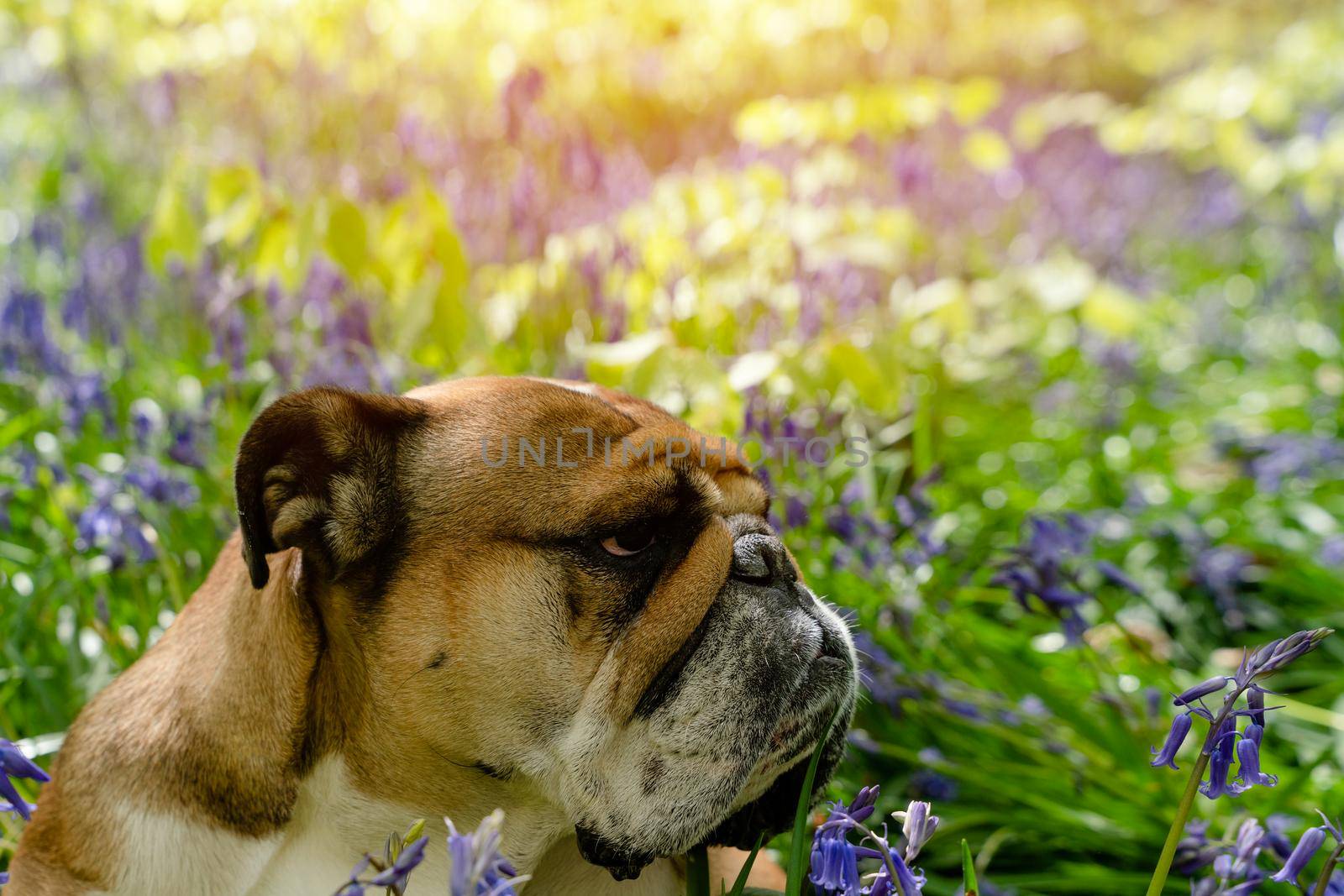 Red English/British Bulldog Dog looking up, licking out its tongue and sitting in the bluebells on spring hot sunny day