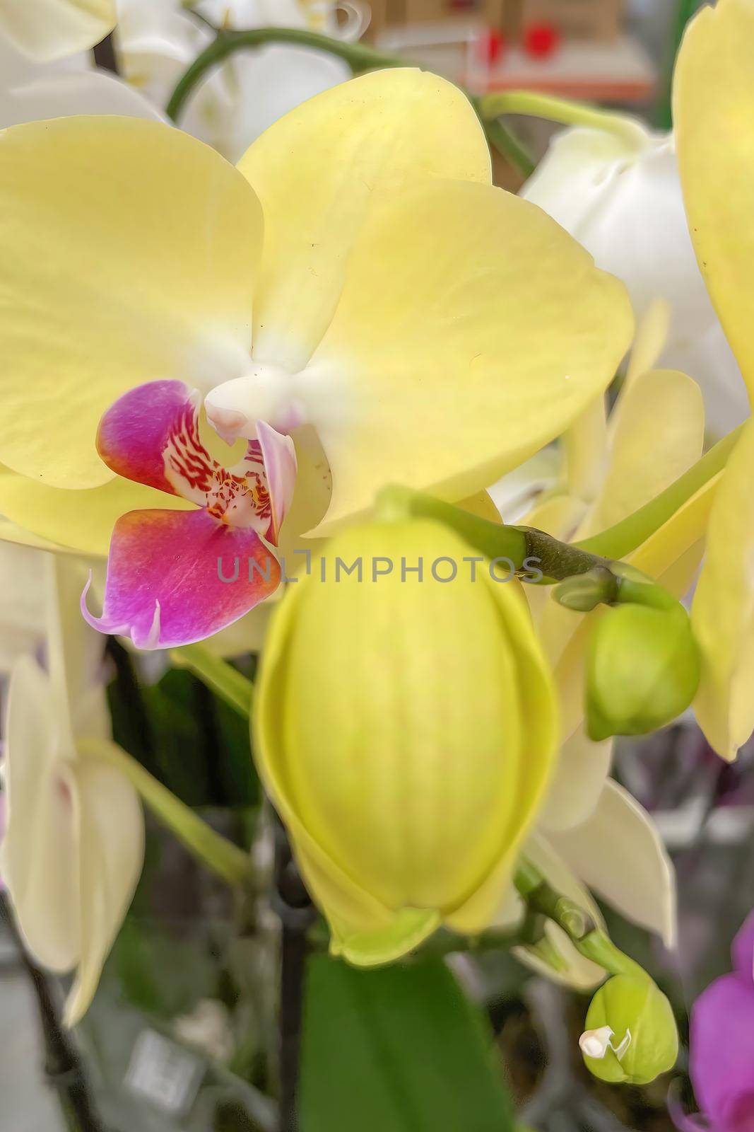 Close up orchid flowers by yilmazsavaskandag