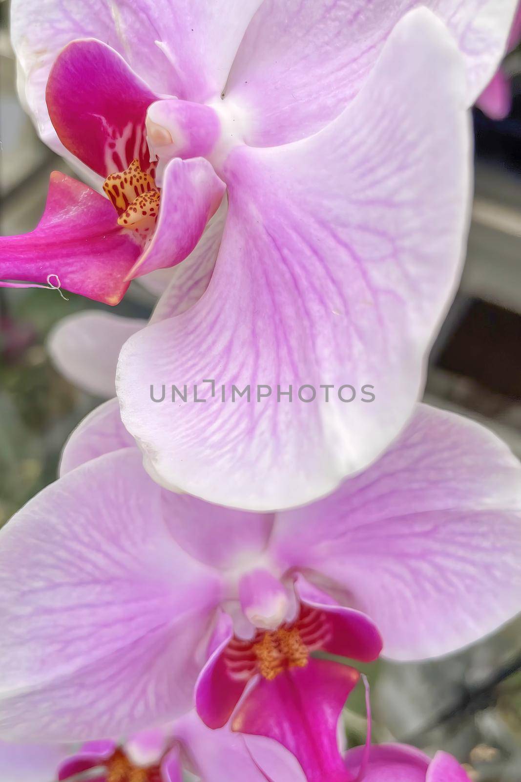 Close up orchid flowers by yilmazsavaskandag