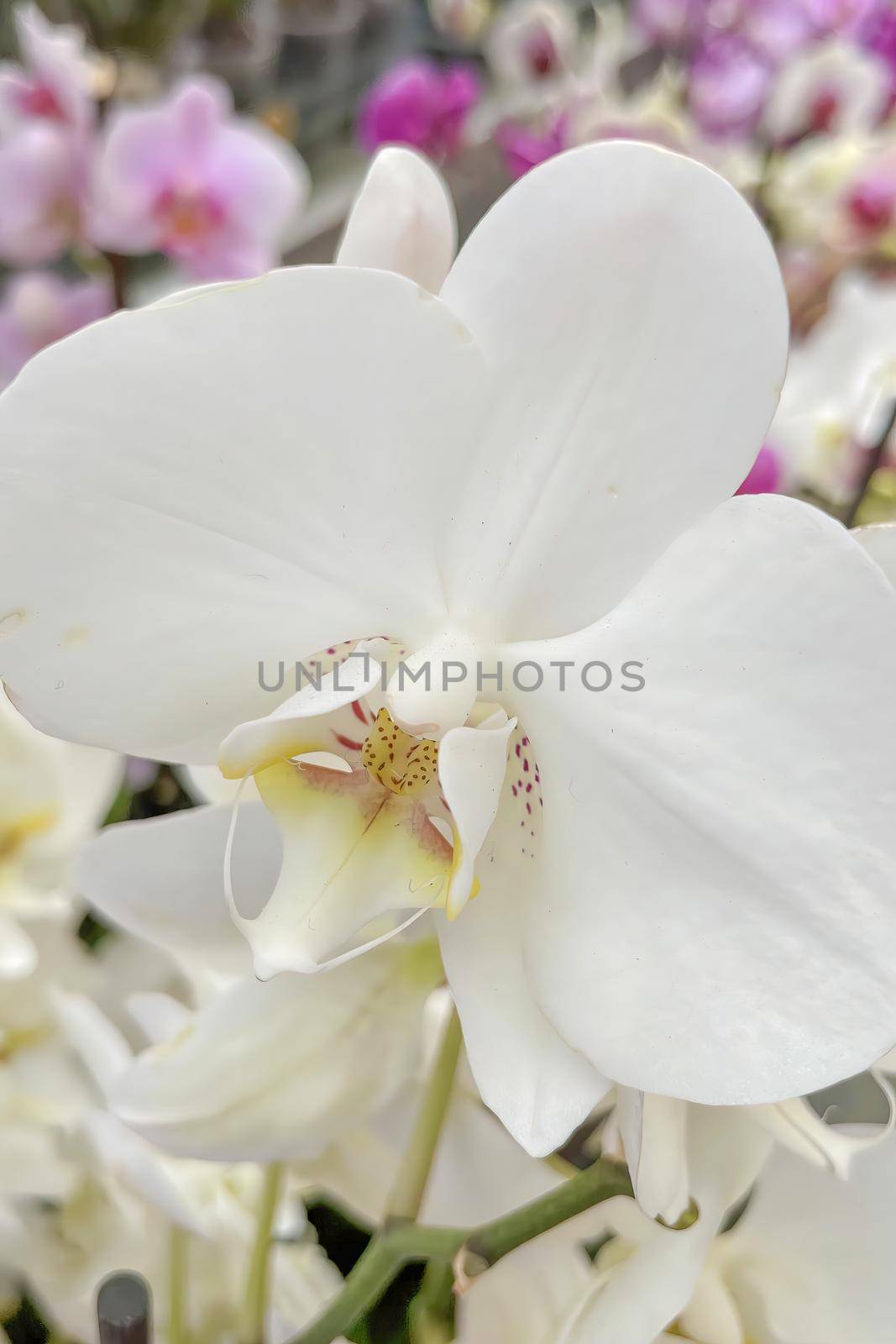 Close up orchid flowers by yilmazsavaskandag