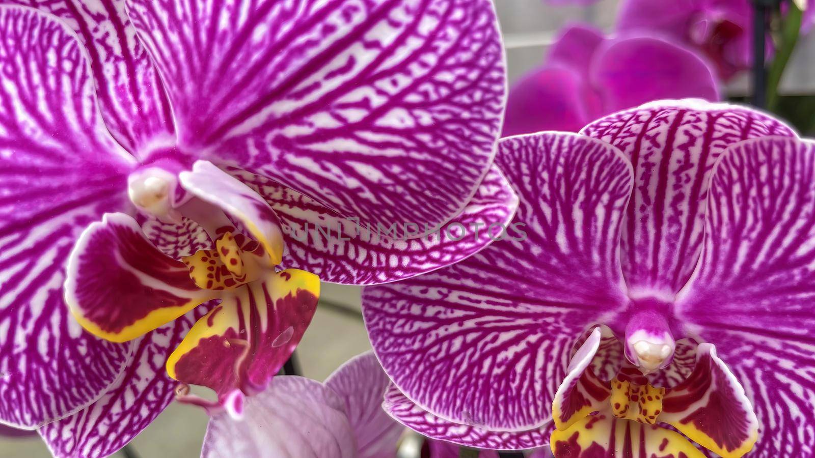 Close up orchid flowers by yilmazsavaskandag