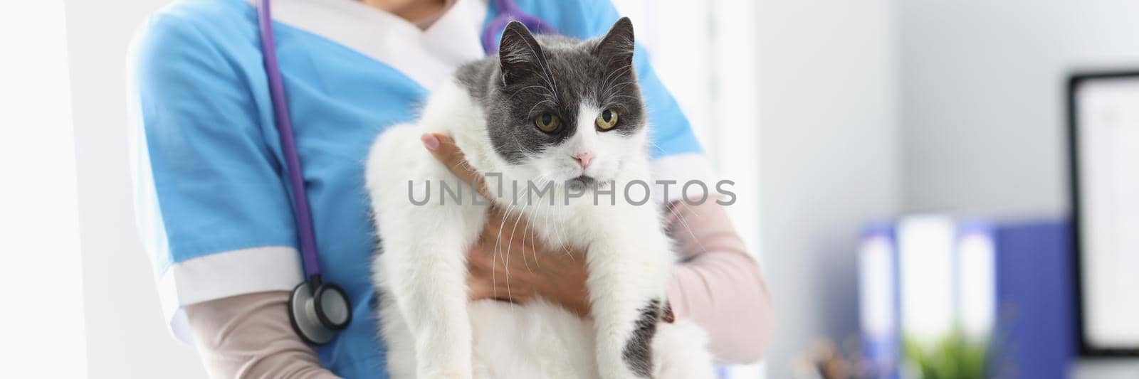 Close-up of veterinarian hands holding beautiful cat. Vet nurse in uniform with cute home pet. Animal examining and treatment. Veterinary medicine concept