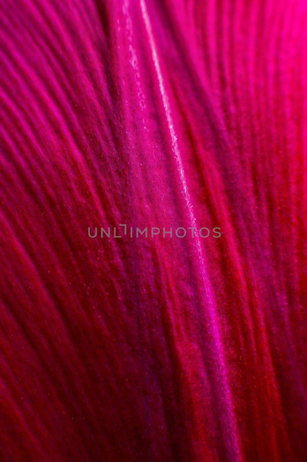 Vertical Close-up of purple petal from a flower on a black background. extreme macro shot.