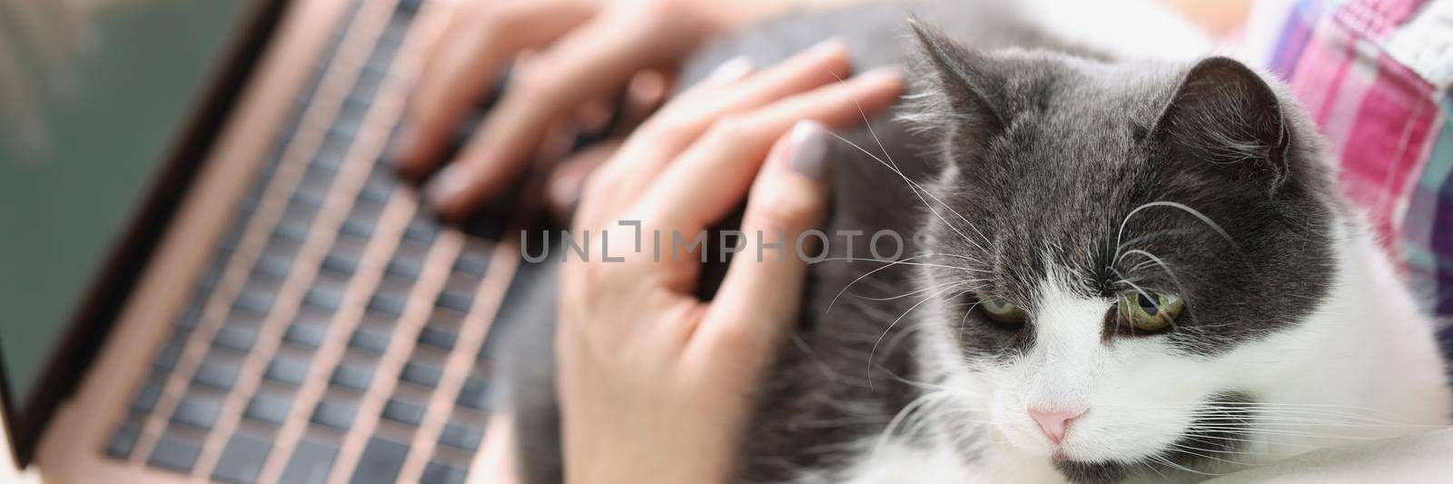 Close-up of beautiful white and gray cat sitting near lovely owner on sofa. Woman working remotely on modern laptop and petting cat. Work from home concept