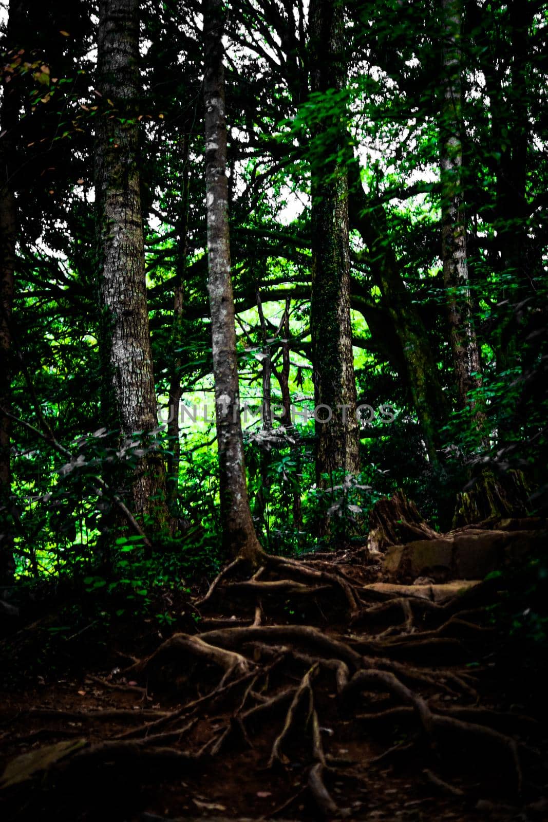 Image of the forest that is depressed (Takao Mountain). Shooting Location: Hachioji City, Tokyo