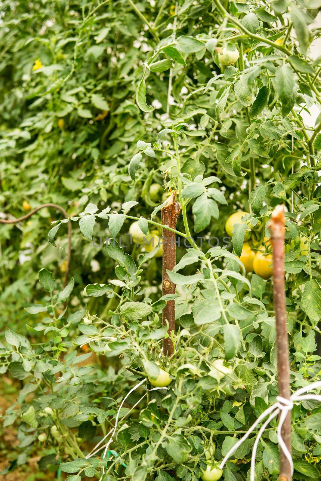 Tomatoes are hanging on a branch in the greenhouse. The concept of gardening and life in the country.