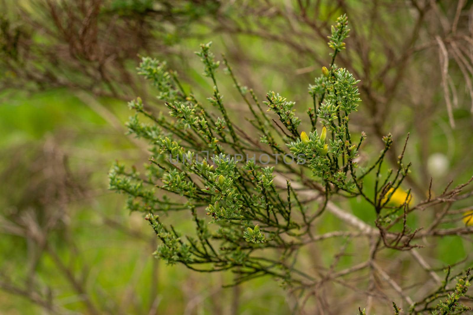 young unblown shoots of evergreen bushes in spring