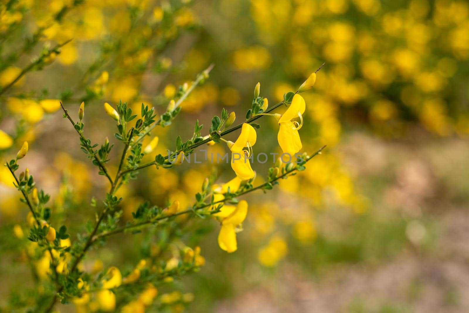 closeup of field blooming yellow flowers in spring