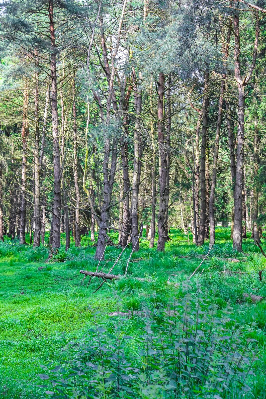 Natural beautiful panorama view with pathway and green plants trees in the forest of Lohe in Bramstedt Hagen im Bremischen Cuxhaven Lower Saxony Germany.