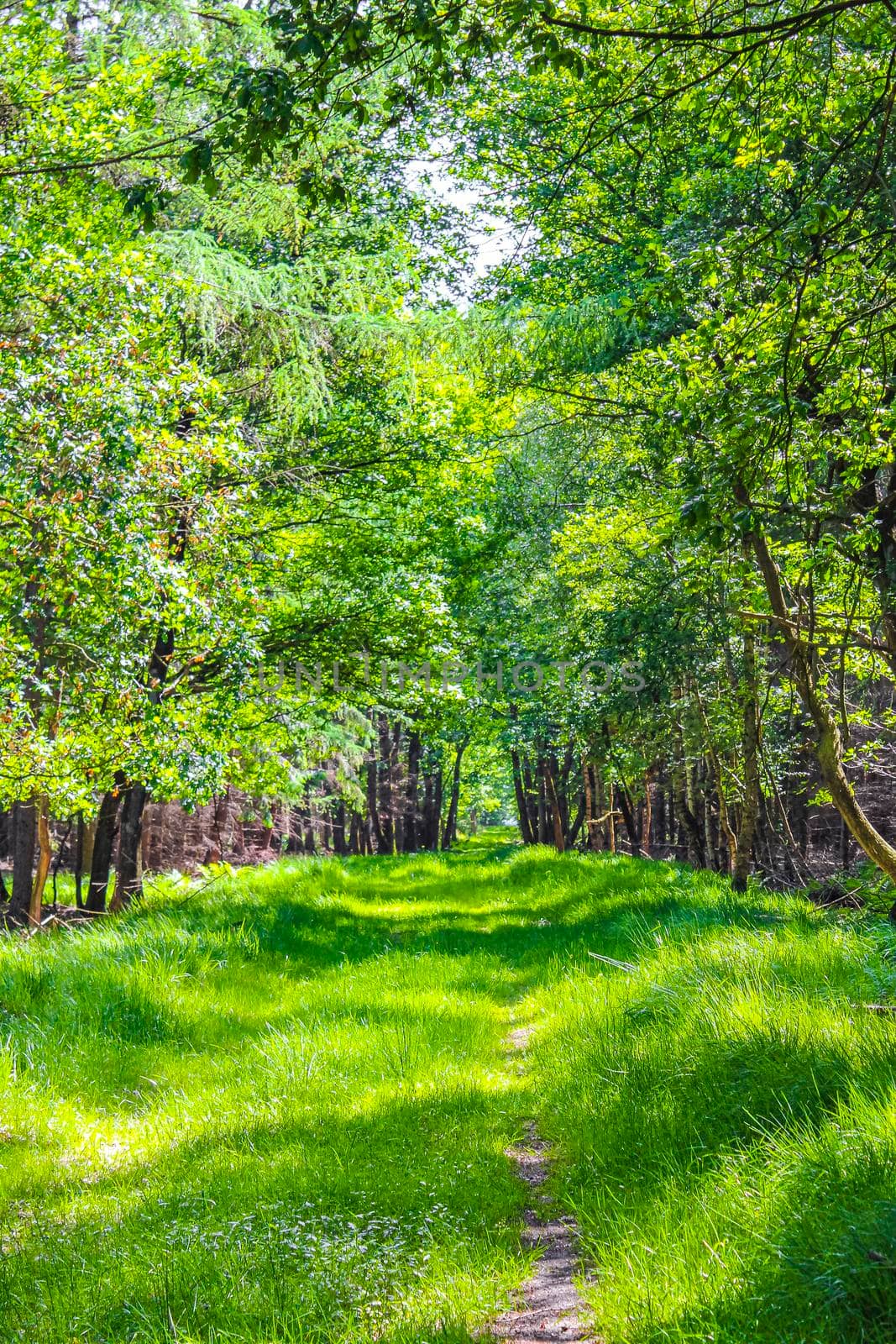 Natural panorama view with pathway green plants trees forest Germany. by Arkadij