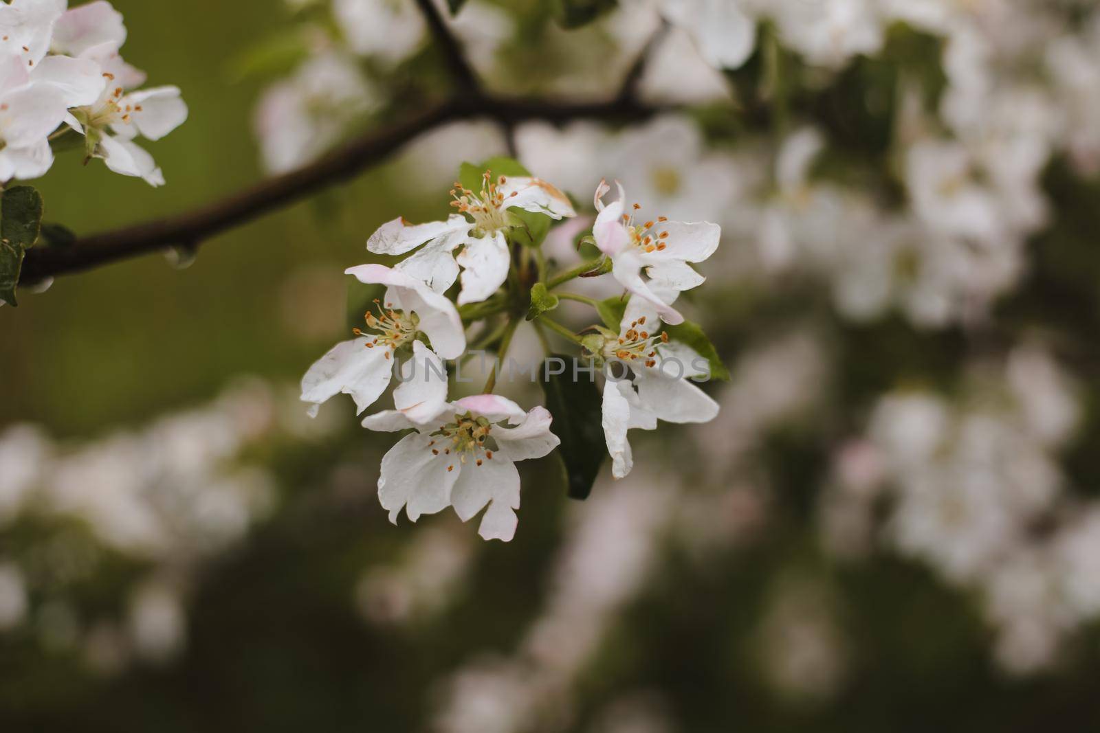 spring background with white flowers and apple leaves. Blur spring blossom background