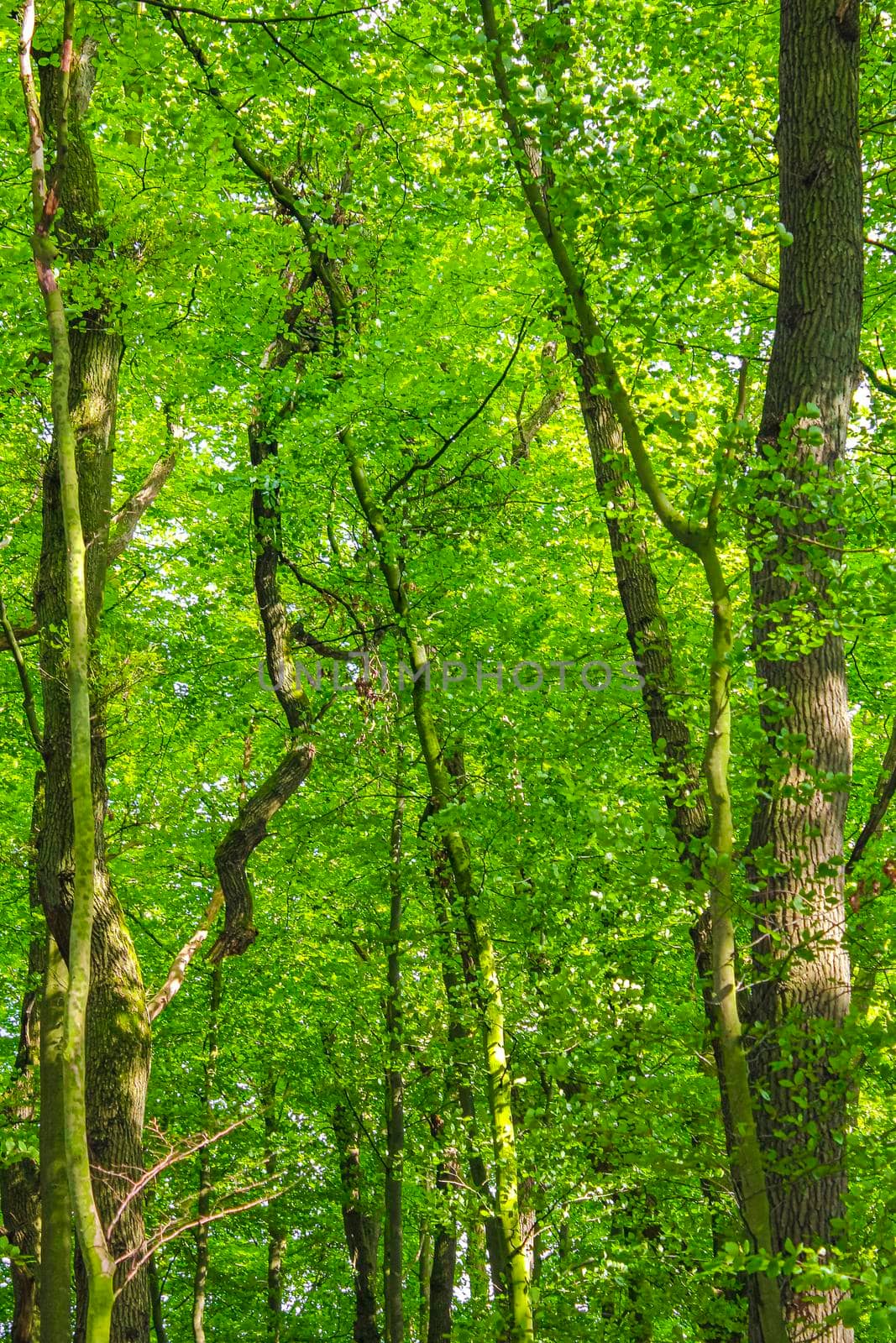 Natural beautiful panorama view with pathway and green plants trees in the forest of Lohe in Bramstedt Hagen im Bremischen Cuxhaven Lower Saxony Germany.