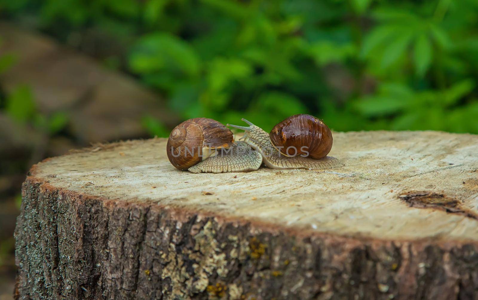 Snails in nature on a tree. Selective focus. Nature.