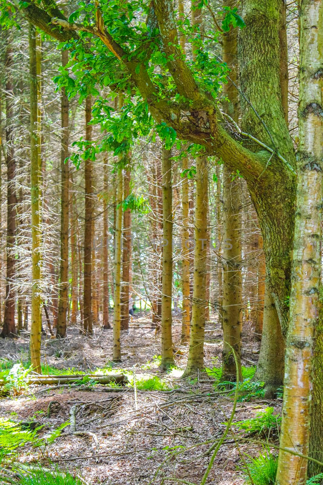 Natural beautiful panorama view with pathway and green plants trees in the forest of Lohe in Bramstedt Hagen im Bremischen Cuxhaven Lower Saxony Germany.