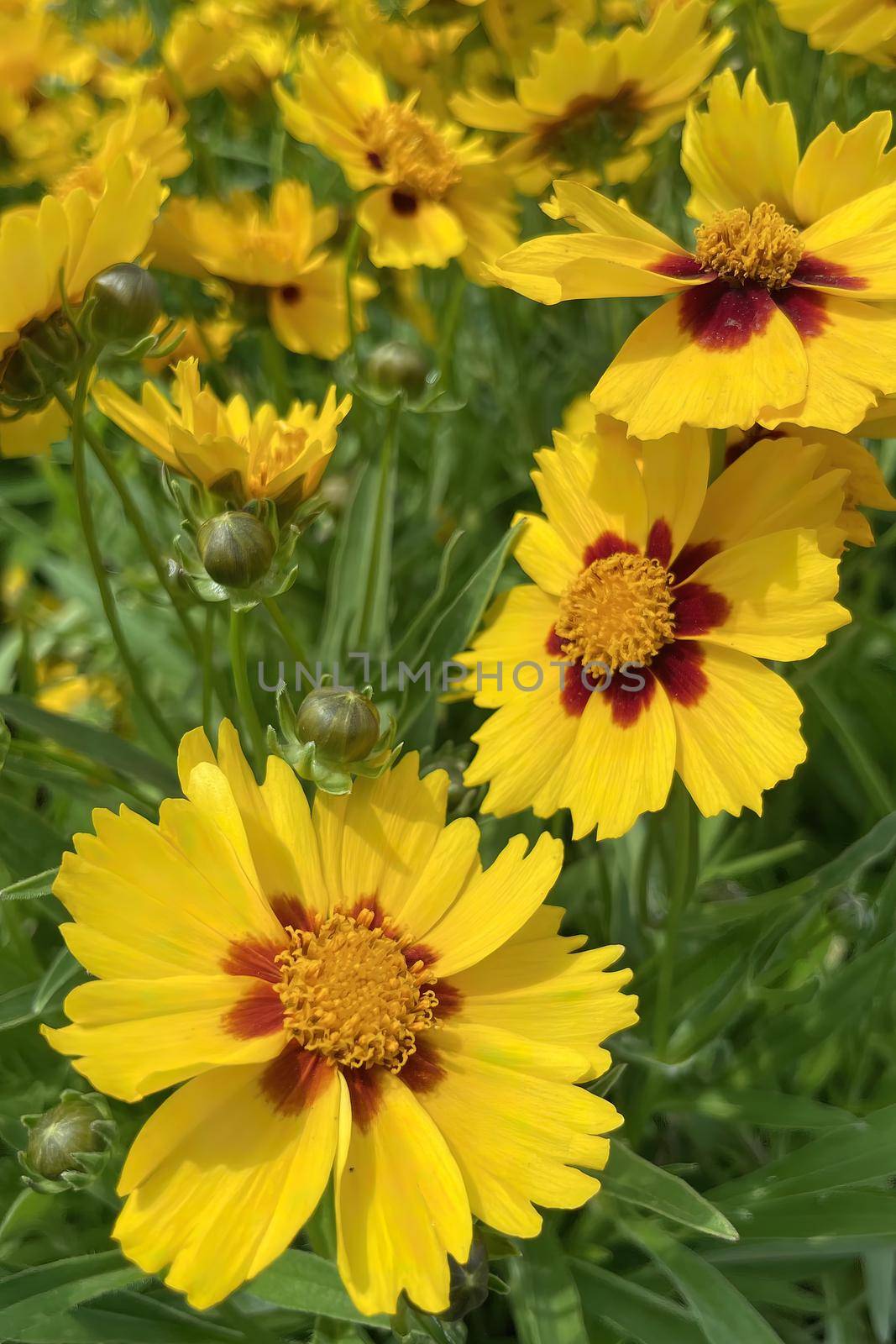 Gaillardia, common name blanket flower is a genus of flowering plants in the family Asteraceae, native to North and South America.