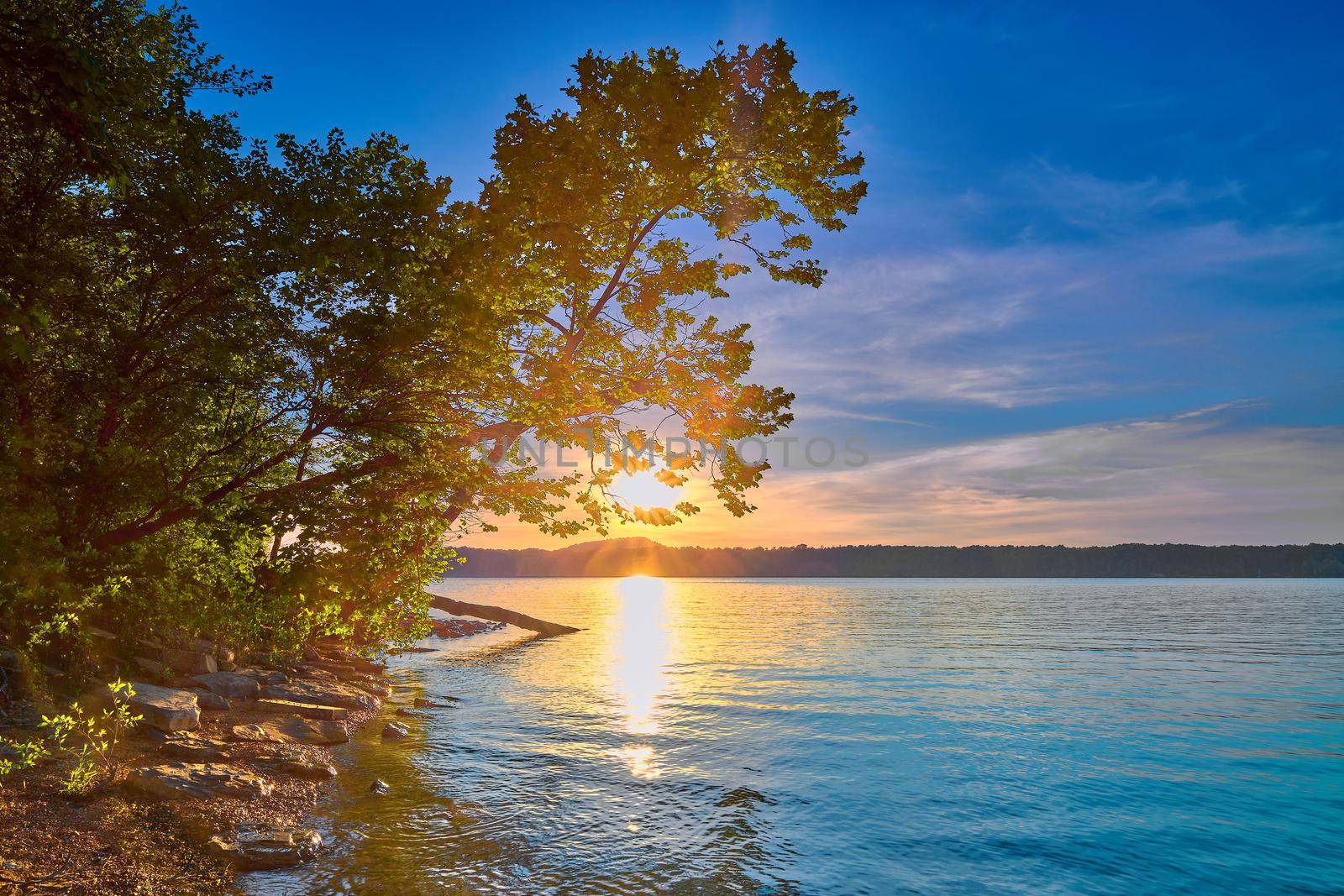 Leaning tree along the shoreline of Cave Run Lake, KY with setting sun. by patrickstock