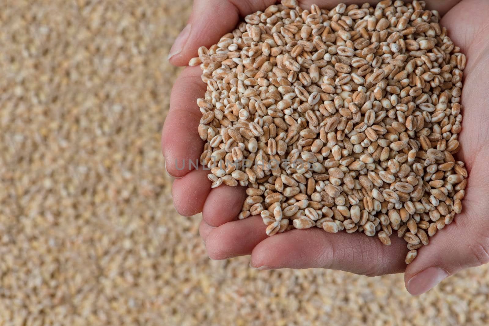Wheat crisis, lack of grain and crops. Grains of wheat in the hand, against the background of the granary. The concept of the world food crisis. export and import