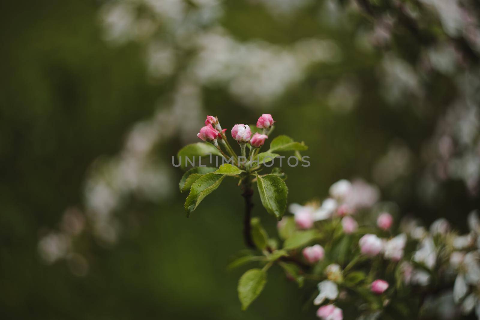 spring background with white flowers and apple leaves. Blur spring blossom background