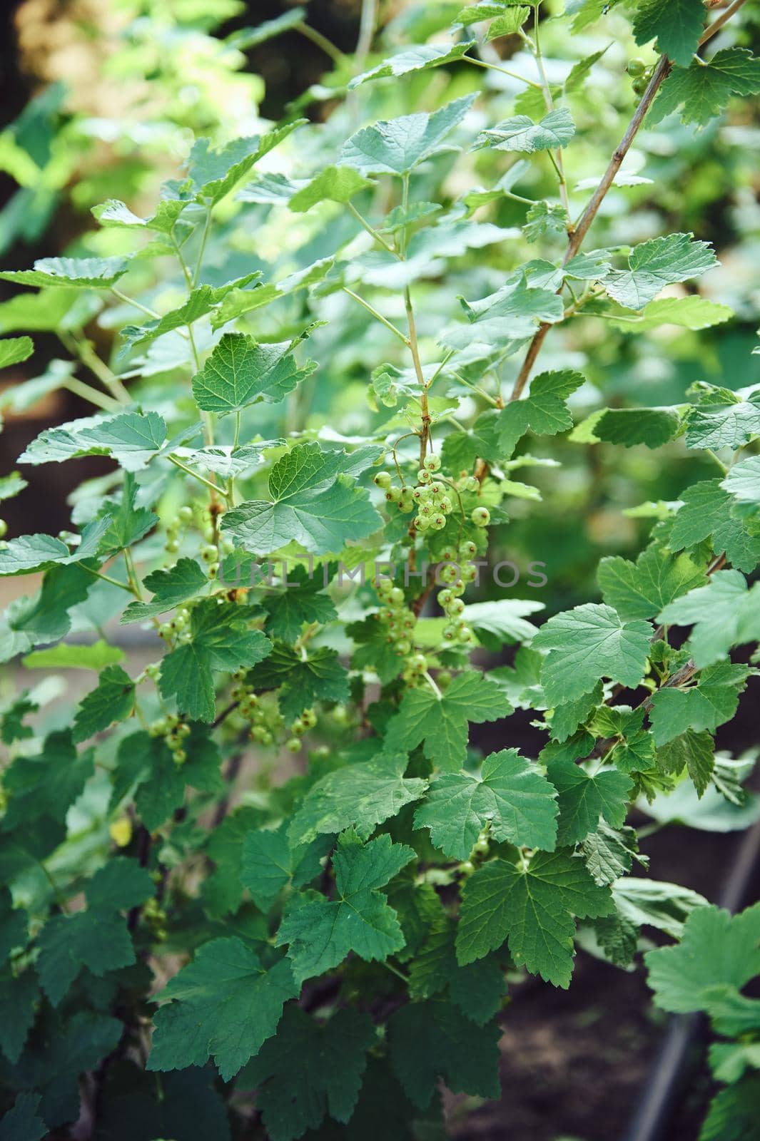 Close up shot. A bunch of ripening berries on a branch of red currant with green leaves. Gardening and growing organic food concept. Horticulture and eco farming concept