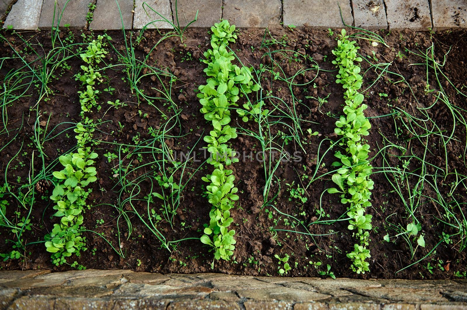 Planting onions and herbs in early spring. Agribusiness, organic agricultural land. New agricultural planting season. Agroindustry. Subsidies to farmers. Agriculture on the open ground.