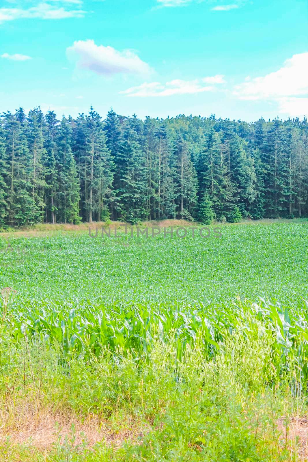 North German agricultural field forest and nature landscape panorama in Hechthausen Hemmoor Cuxhaven Lower Saxony Germany.