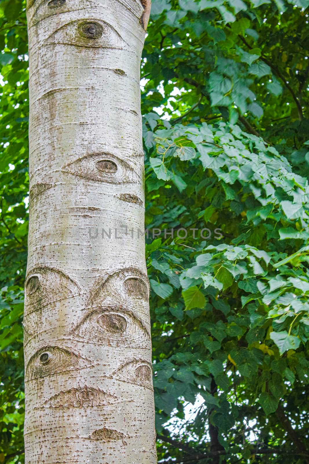 Natural beautiful panorama view with tree stem with eyes in the forest of Hemmoor Hechthausen in Cuxhaven Lower Saxony Germany.