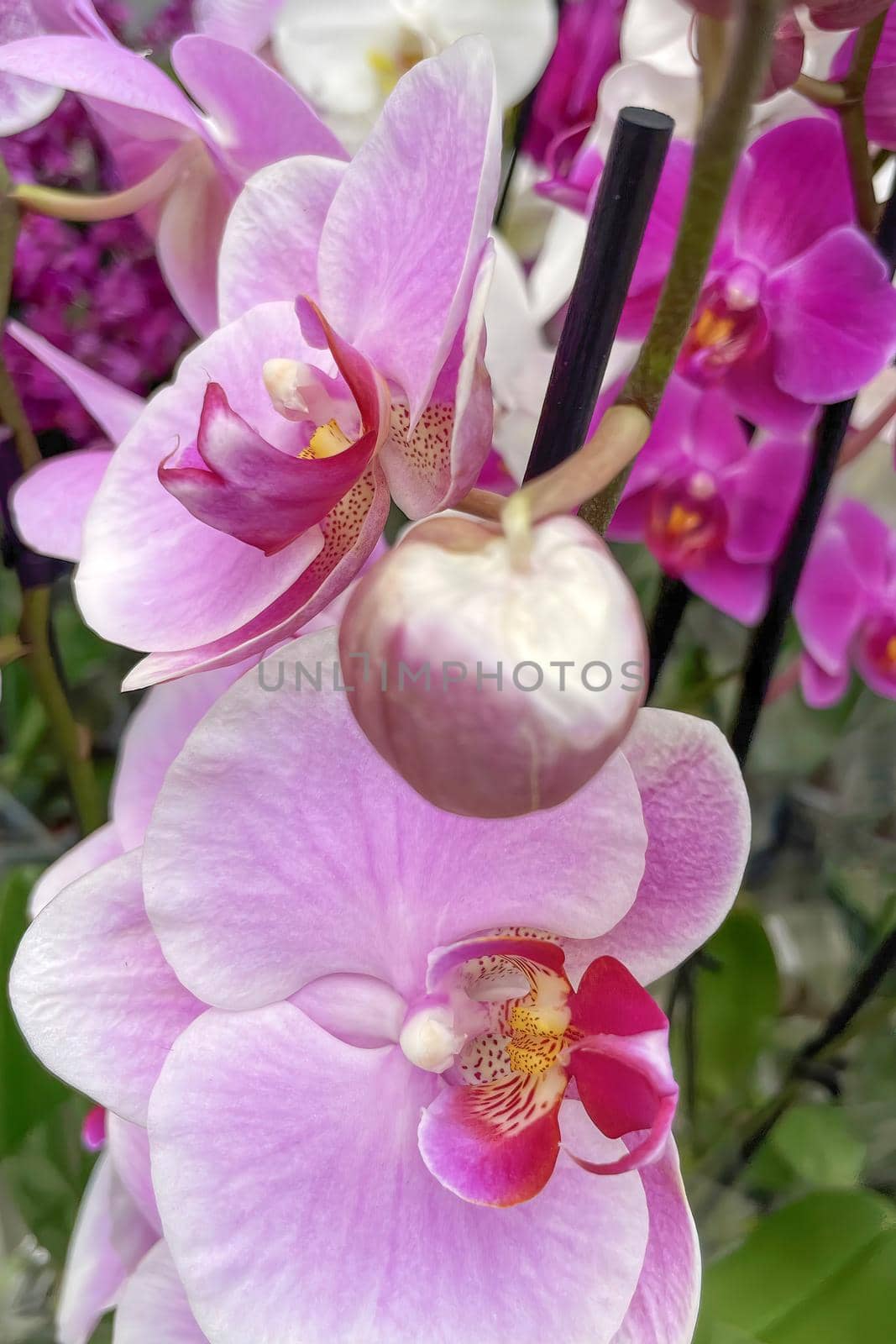 Orchidaceae commonly called the orchid family, is a diverse and widespread family of flowering plants, with blooms that are often colourful and fragrant.