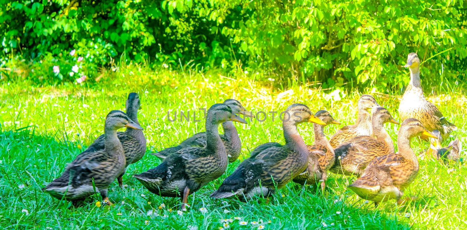 Male female mallard ducks on green grass natural background Germany. by Arkadij