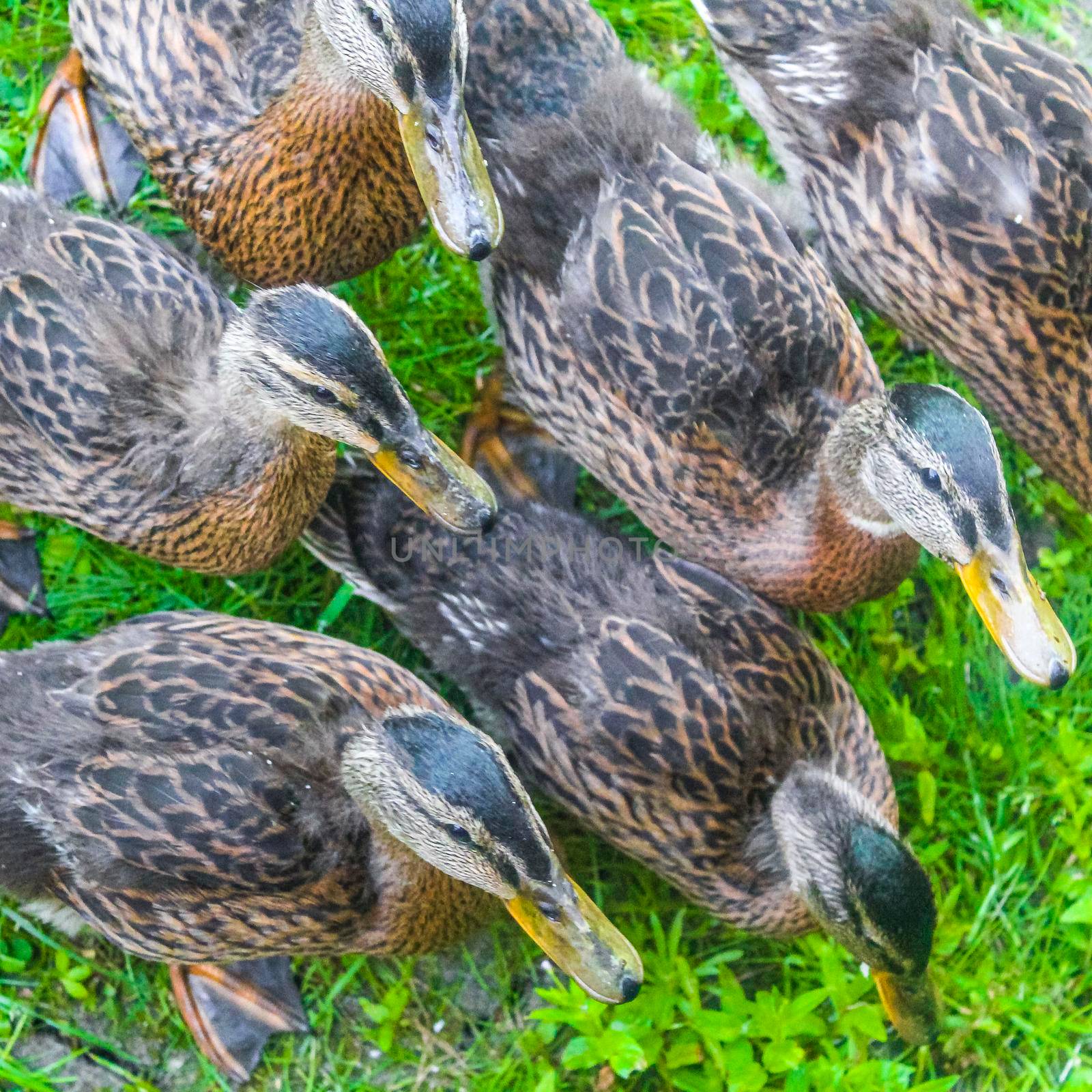 Male female mallard ducks on green grass natural background Germany. by Arkadij