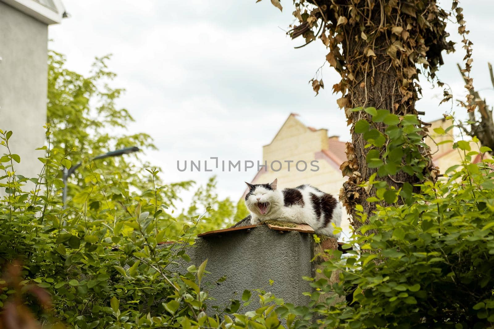 Sleepy cat in black and white sits on a fence and yawns. by OlgaGubskaya