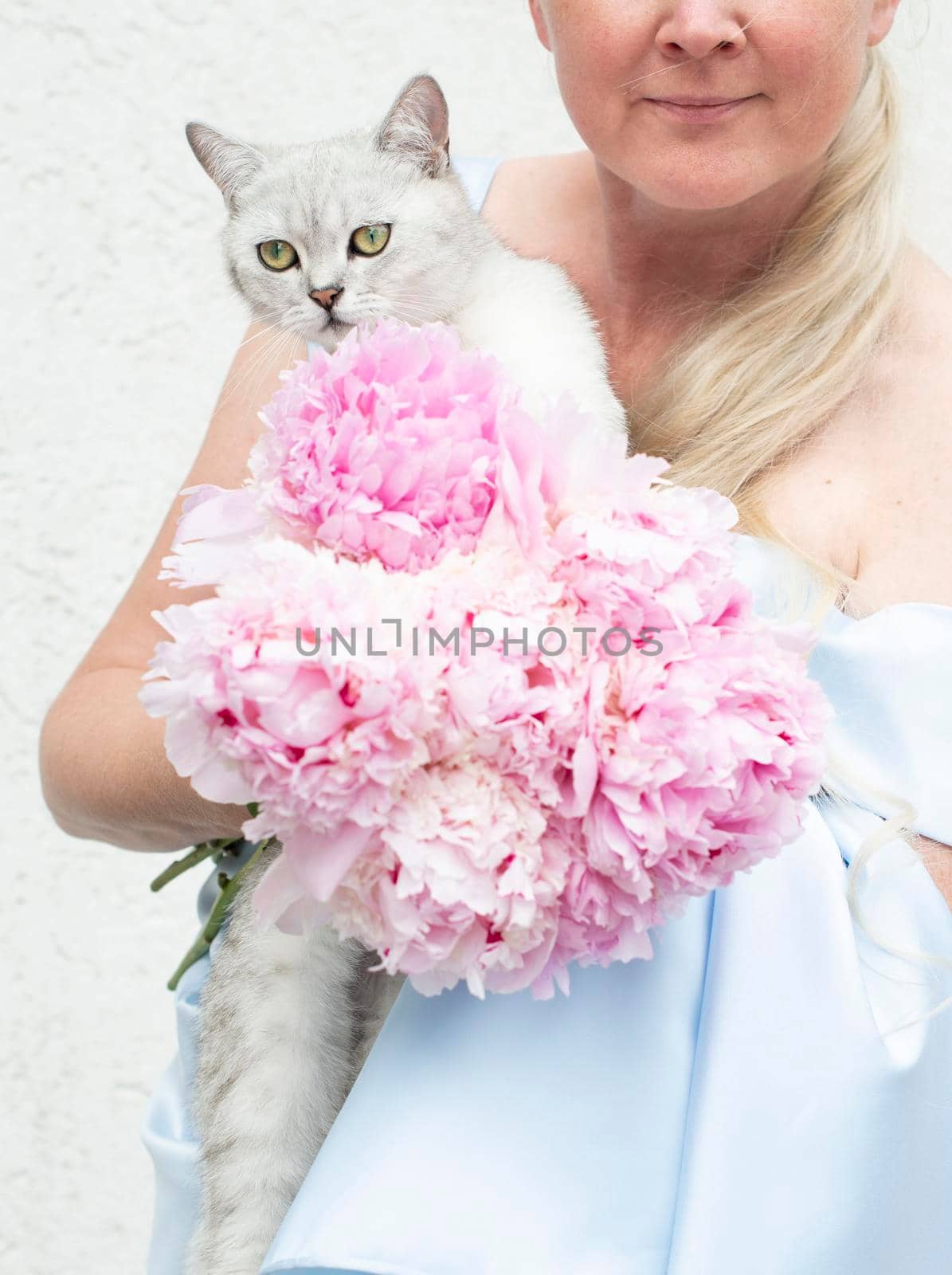 the hostess hugs a cute gray kitten with green eyes of the Scottish, blue dress by KaterinaDalemans