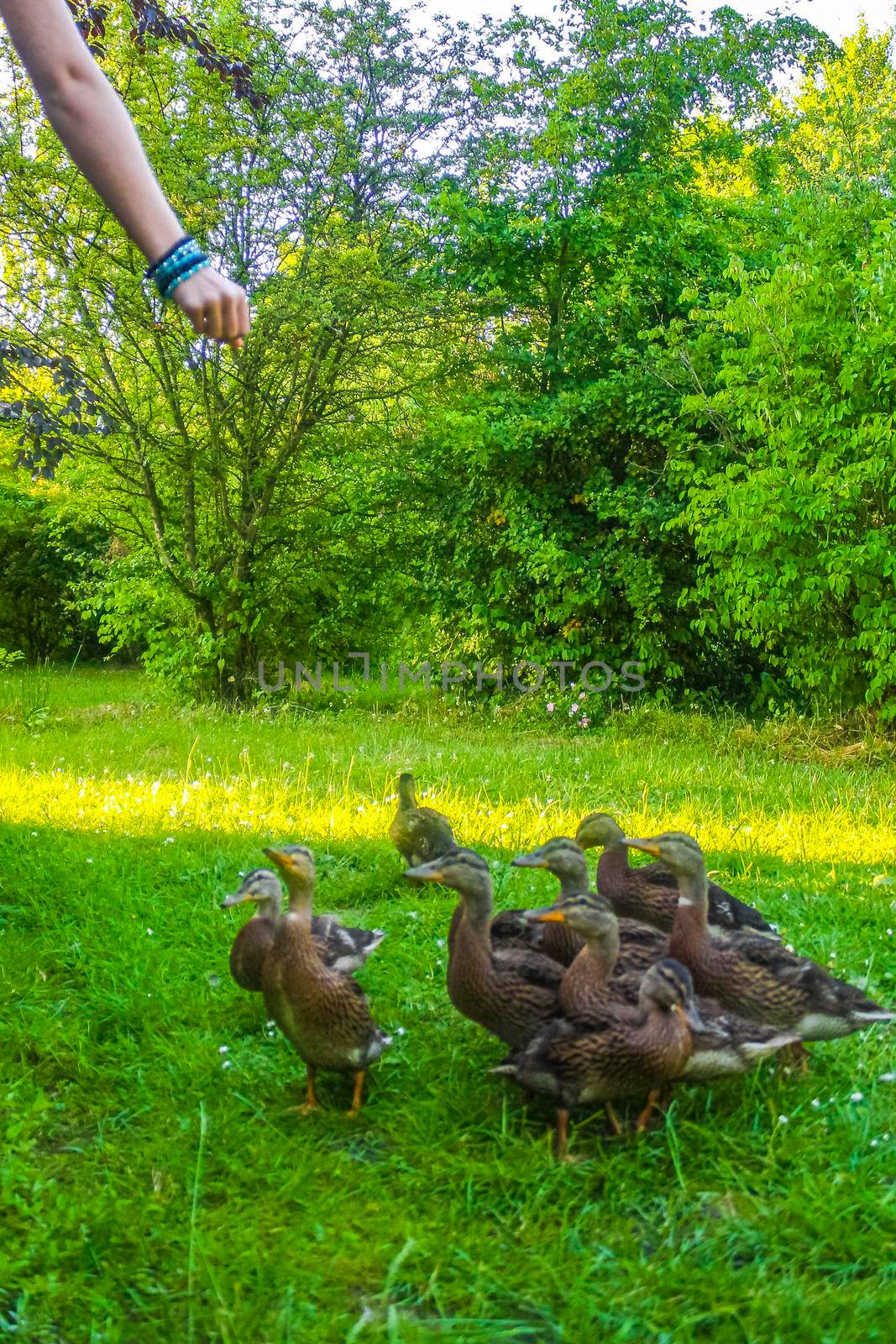 Male female mallard ducks on green grass natural background Germany. by Arkadij