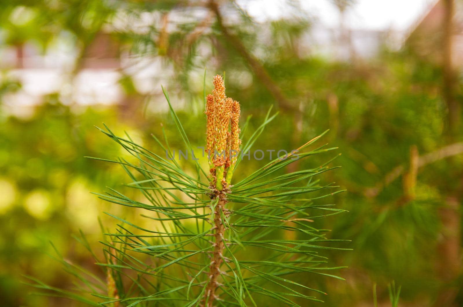 New spring shoots of evergreen tree Pine  with  buds on a young pine branch growing in evergreen coniferous forest.