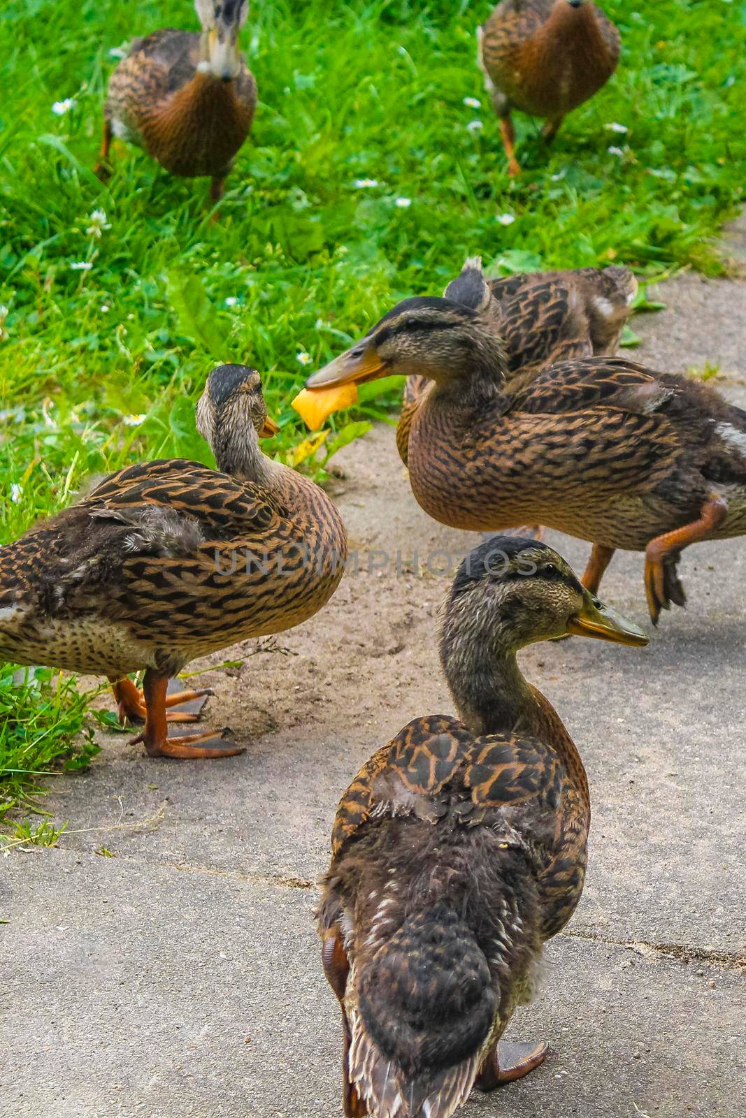 Male female mallard ducks on green grass natural background Germany. by Arkadij