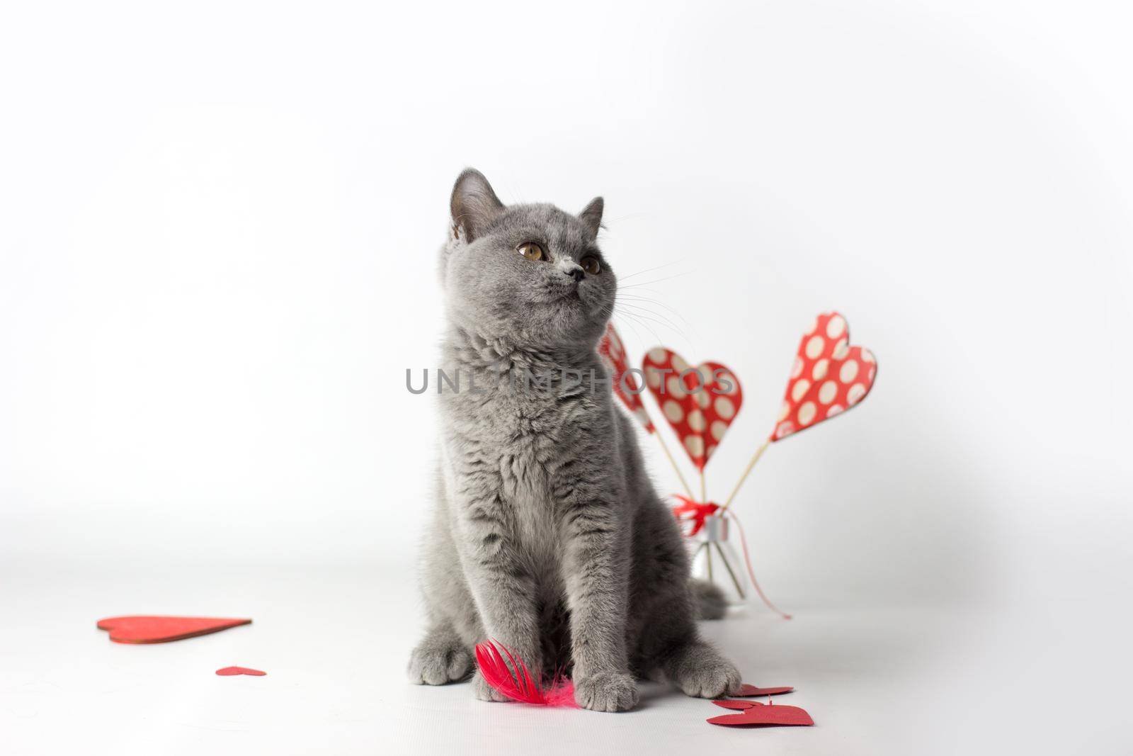 British Shorthair cat portrait on a white background. Valentines Day card.